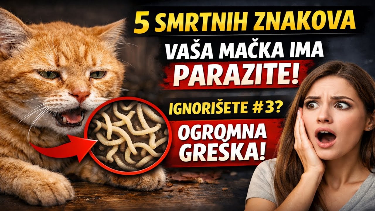 5 SMRTNIH ZNAKOVA da vaša mačka ima PARAZITE! 🙀 Ignorišete #3? OGROMNA GREŠKA!