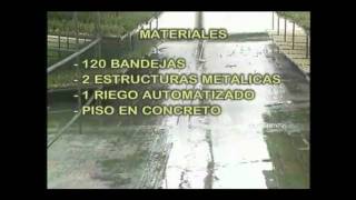 FORRAJE VERDE HIDROPONICO.