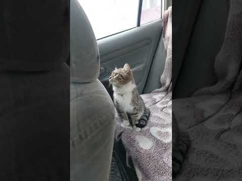 взяли на обучение