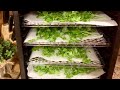 Dehydrating Cilantro| Who came to visit??| Pine Knot Family Farm