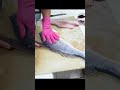 Fileteando corvina fish  corvina acomerpescado