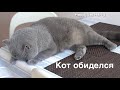 КОТ ОБИДЕЛСЯ / British cat offended