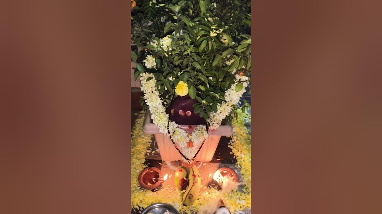 🥰🥳Happy Tulsi habba 🥰🥳... viralvedio shorts tulsivivah YouTube