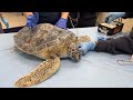 July 19 - Sea Turtle Exam