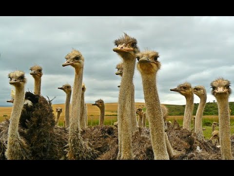 Почему страусы прячут голову в песок