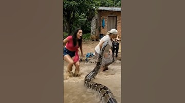 Village women terrified after they see a python snake behind them ... #india #python #snake