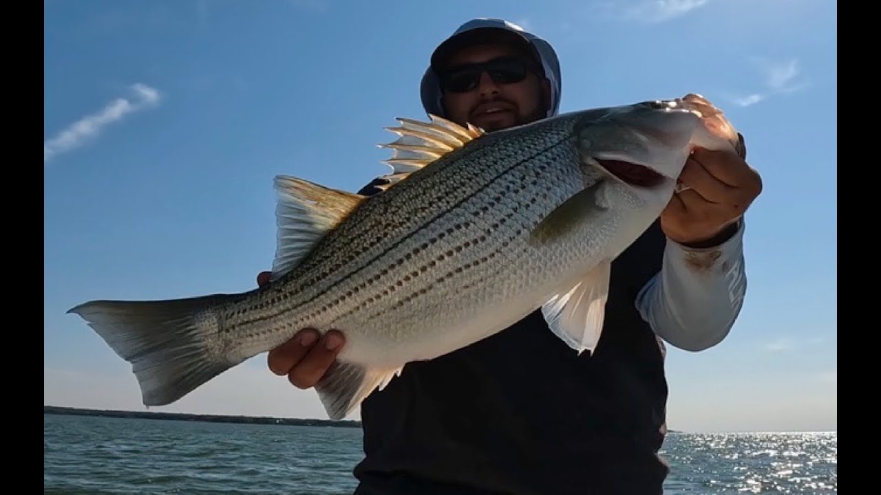 Trolling Umbrella Rigs For Big Hybrid Striped Bass