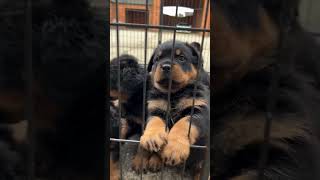 That’s a whole lot of love 5 week old Rottie Puppies