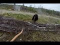 Black Bear Attacks Man