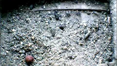 From Internet Camera(Turmfalken[03:1A:A5])2014/03/28,07:24:21_D