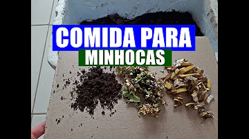 O que é bom para engordar minhoca?