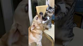 Dogs Got ZERO Respect in Their Own House 😂 #funnycatvideo #funnydogs #shorts