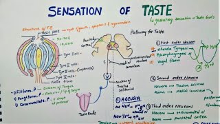 Sensation Of Taste | Taste Pathway - Physiology