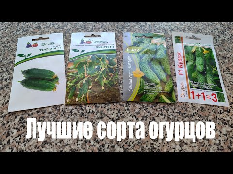 Лучшие самоопыляемые сорта огурцов для открытого грунта и теплиц