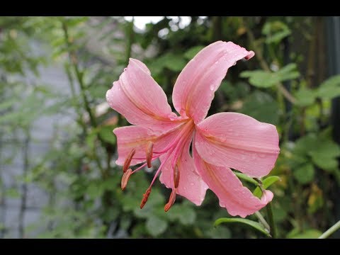 小さな窓の花ごよみ 636 最後の一輪 ♪ パヴァーナ：つのだたかし ♪