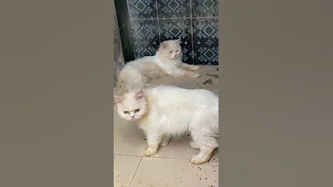 Video 2511161: persian kitten animal