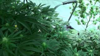 Kushington Farms uses Lush LED Lighting for Hindu Kush weekly update