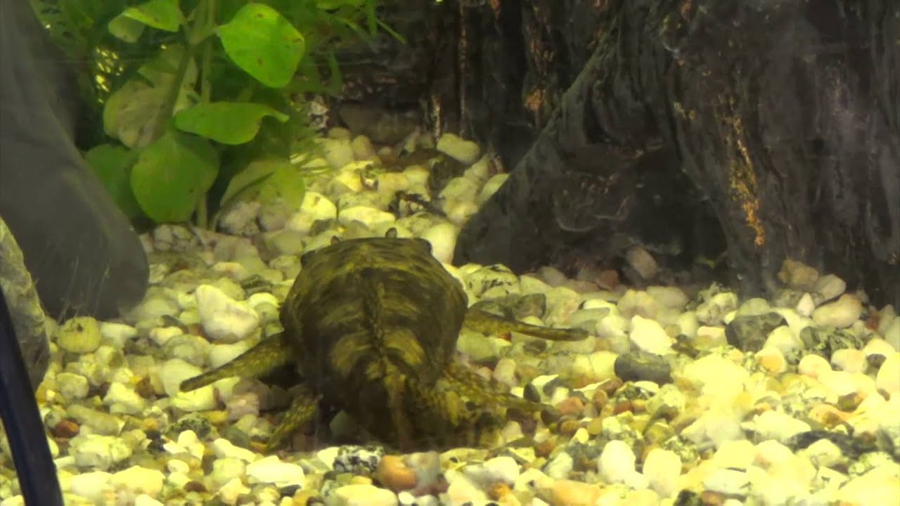 #Bristlenose catfish fish #eggs in our Aquarium - MaxresDefault