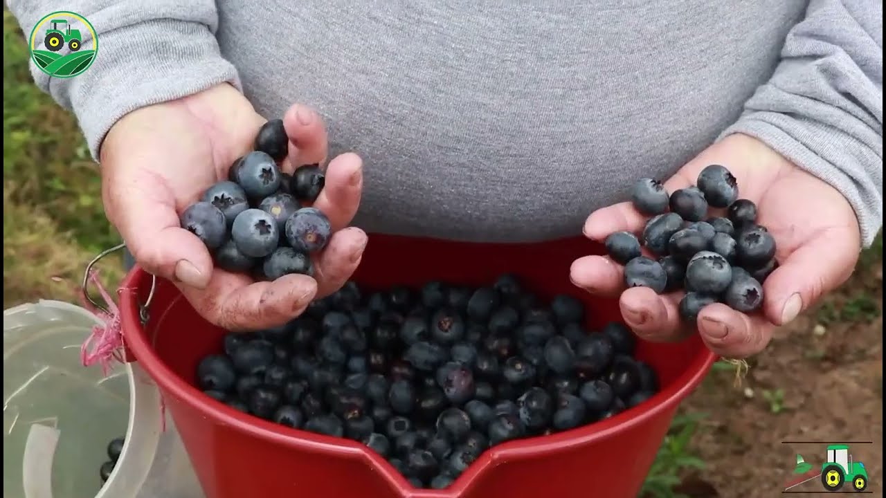 CULTIVO DE ARANDANOS-Una nueva alternativa económica