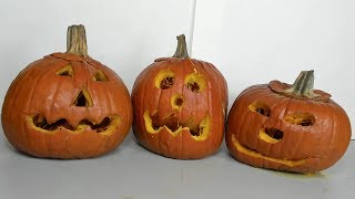 Happy Halloween Video - Pumpkins Rotting Time Lapse