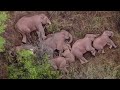 Herd of Migrating Elephants Takes a Nap