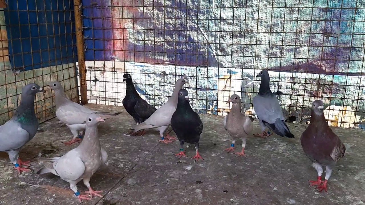 Rare Coloured Racing Pigeons 😊👌 - YouTube