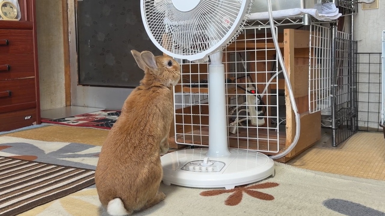 うさぎ様リクエスト⭐️2640 YouTube
