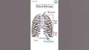 Ribs & Rib Cage #realscience #animation