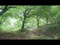 Tree 5 - 🌳 UK Countryside Tree Swaying in the Breeze | 2 Hours Relaxing Nature 🌿