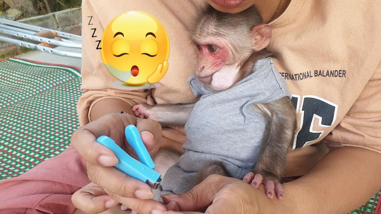 So patient!!! Cute baby monkey sitting well for mom to cut nails