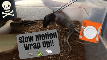 Ball Python Wraps Up Rat in Slow Motion (and steals my feeding tongs!!)
