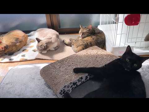 大姉ちゃんにやってしまい怒られた黒猫くん！その後の対応が可愛すぎました…(笑)