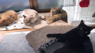 大姉ちゃんにやってしまい怒られた黒猫くん!その後の対応が可愛すぎました…(笑)|R村の柴ねこ