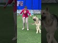 International Dogs Show «Семиречье 2024». День Первый. Kazakstan. Almaty #dogshow #dogshorts