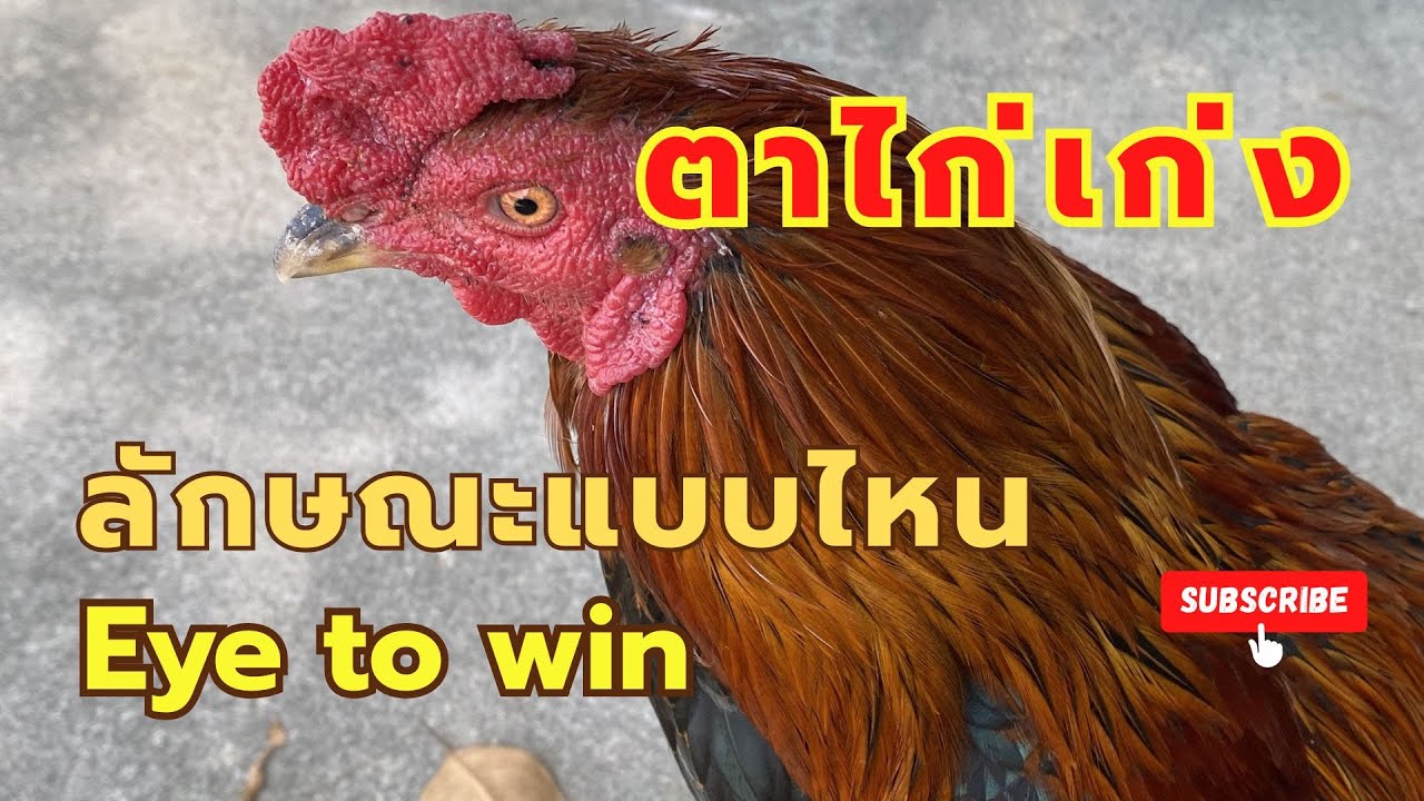 ลักษณะตาไก่เก่ง ตาที่ดี มีลักษณะอย่างไร  EP.372 How to Read a Chicken’s Eyes