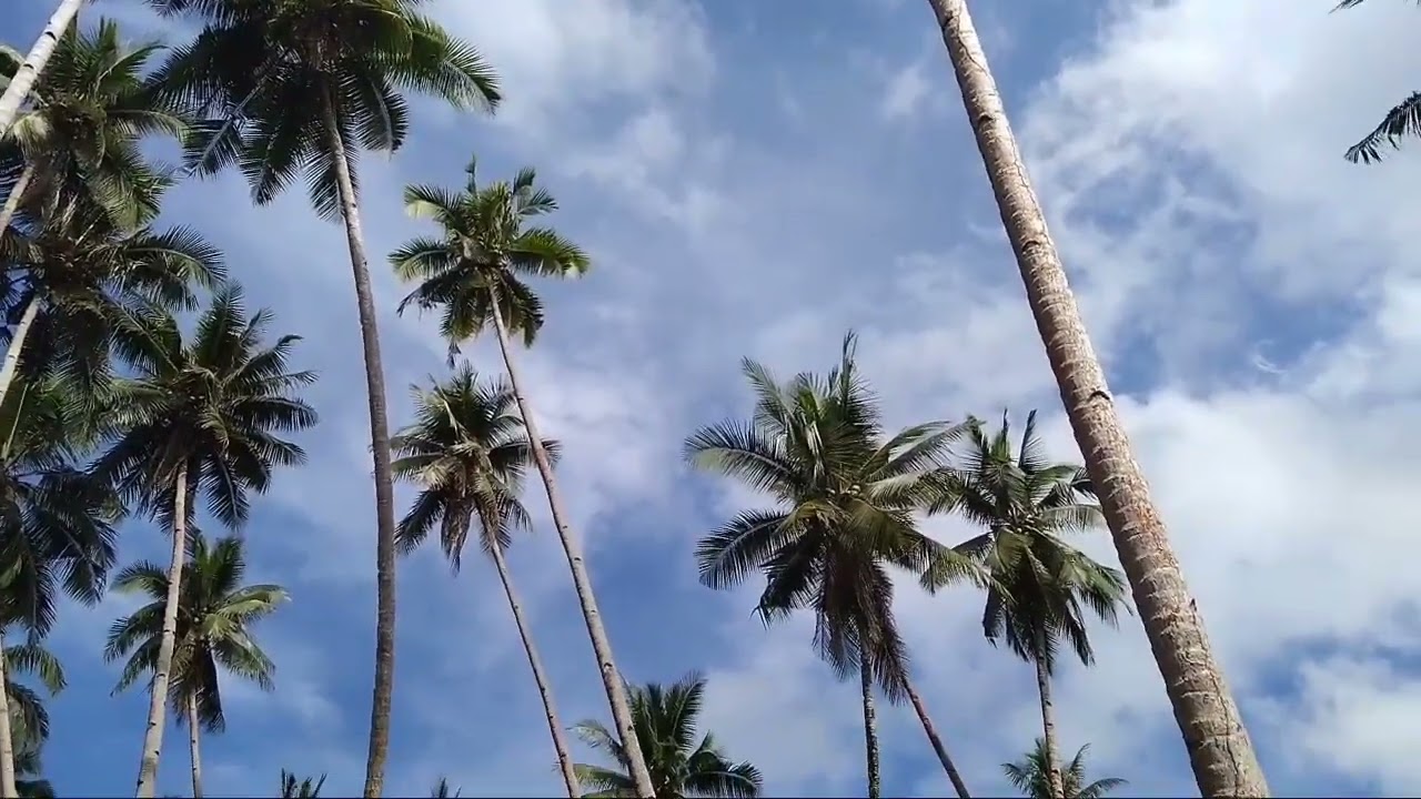 Tebang Rata Pohon Kelapa Tinggi Pulau Halmahera