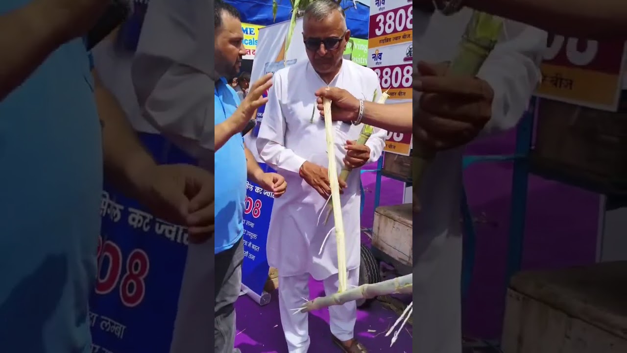 ज्वार बीज 3808 