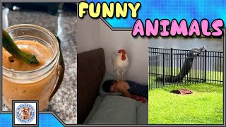 Compilation of funny animals! #029 Choose what you liked most and leave a comment! Subscribe!