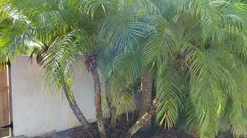 Pygmy Date Palm 5 Trunk-10