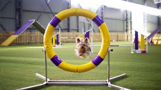 Agility competition 'Харків Залізобетон' Yorkshire terrier Fil А3 / Змагання з аджиліті Йорк Філ