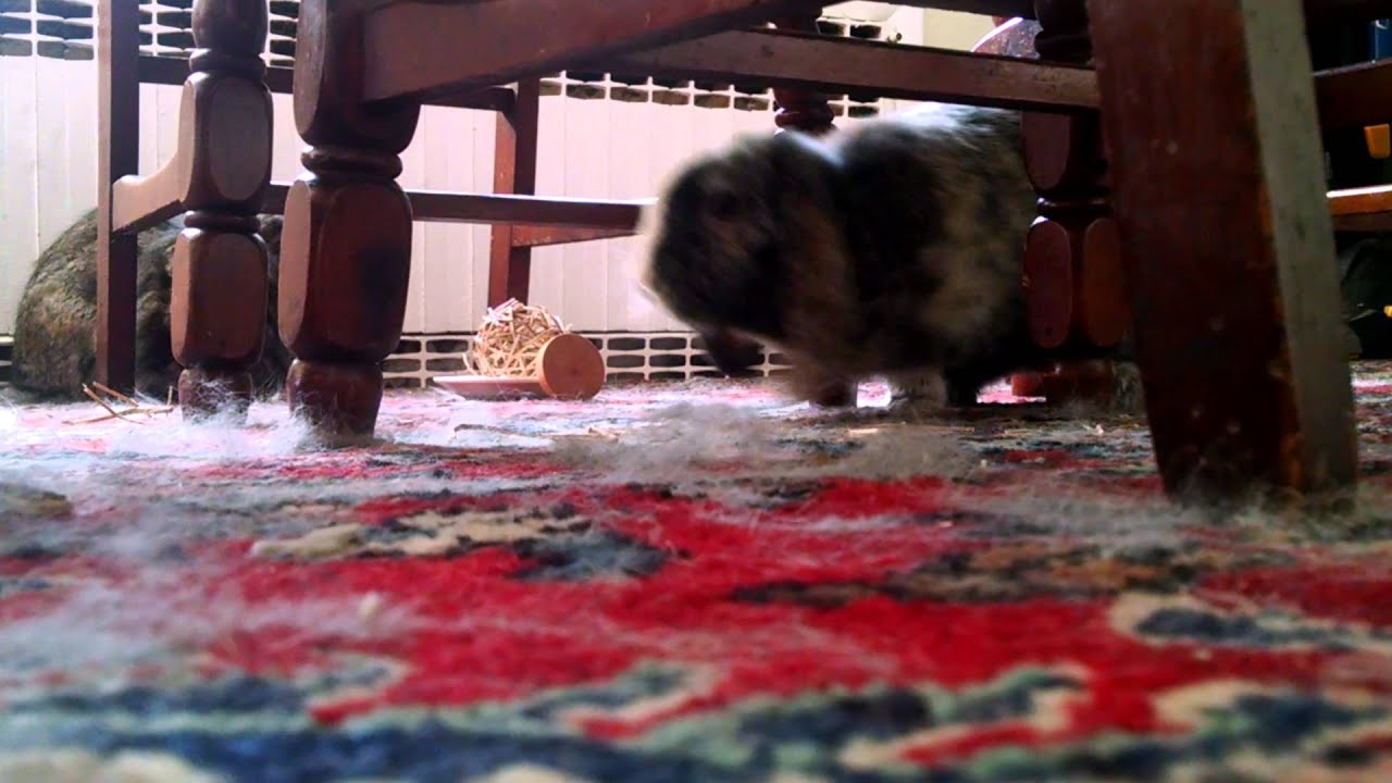 Janis and Archer having a relaxing-ish afternoon