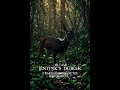 Jentink’s duiker |Animal#31|  #animals #wildlife #natureshorts #animalshorts #reels #shorts