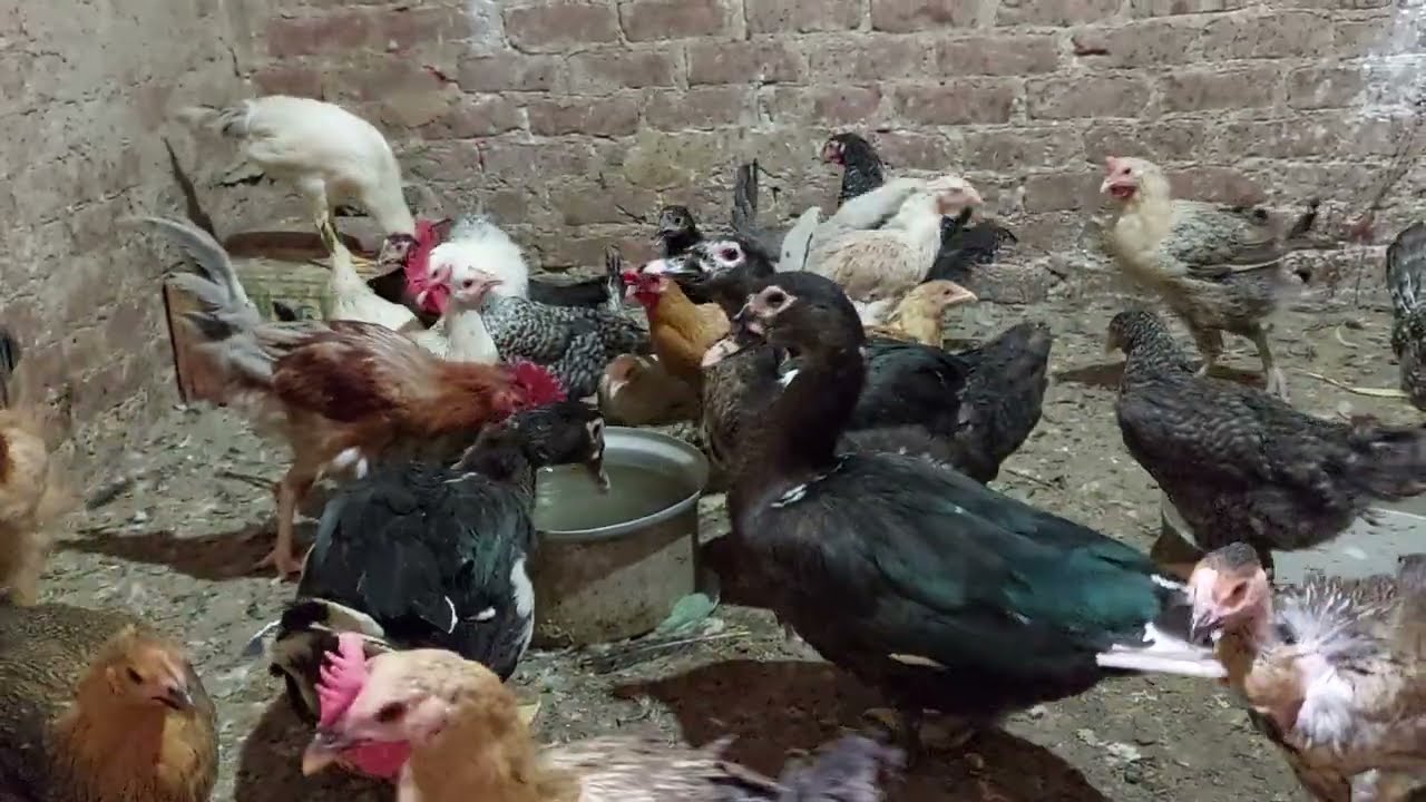 أقوى علاج فعال للديدان عند الطيور ببلاش  وماهى اسباب الديدان وازاى نعرف انو الطيور عندها ديدان