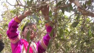 Pu-erh tea production