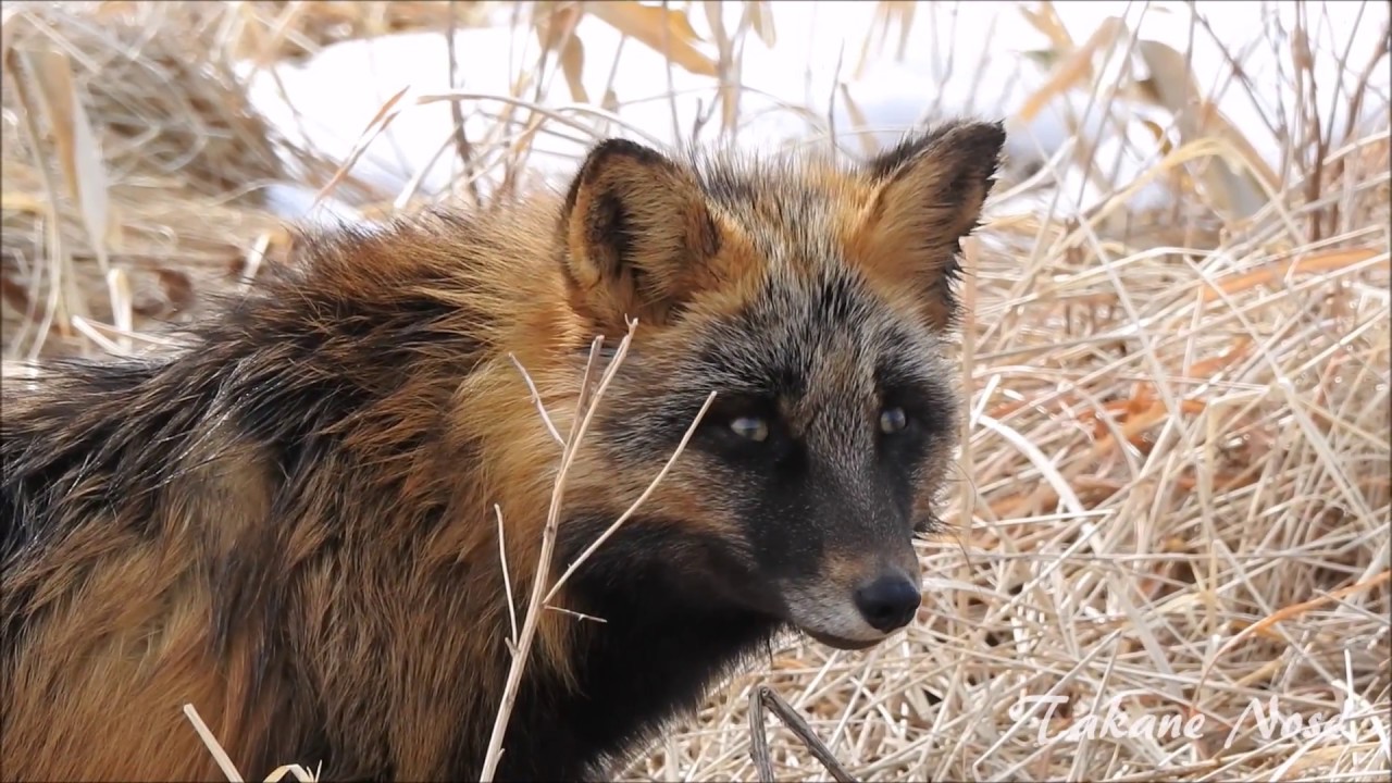 この動物は何でしょう 知床自然センター