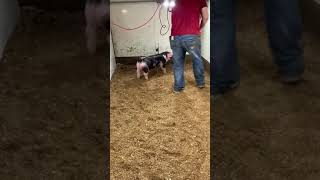 Lot 5 42-5 spot gilt
