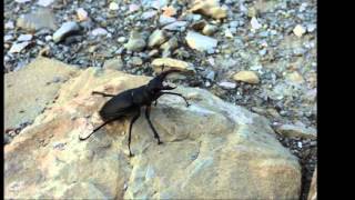 animals in greece