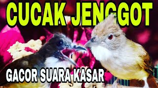 masteran wajib  CUCAK JENGGOT gacor dan kasar