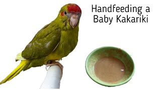 What I Hand Feed my Baby Kakariki and How I Hand Feed my Baby Bird