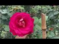 Bón phân đúng cách để cây hoa hồng khỏe, lên nhiều mầm gốc, sai hoa